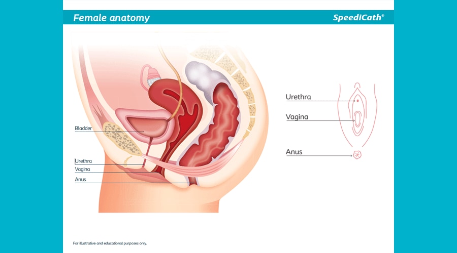 Anatomical One Pagers.pdf